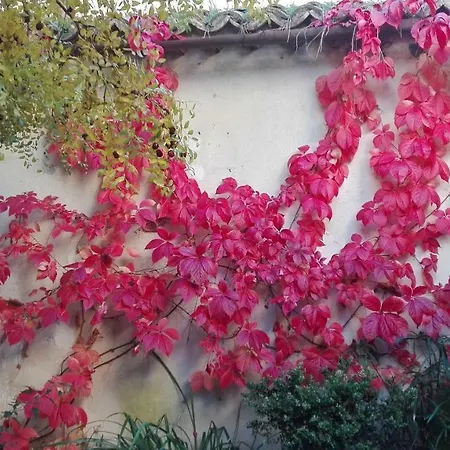 L'albero Di Giuggiole Villa *